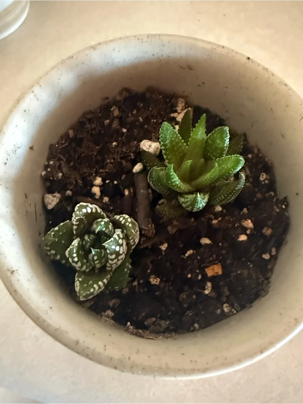 Green Succulent Duo in White Ceramic Pot - Home Accents